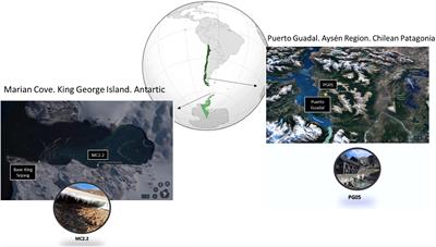 Characterization and genomic analysis of two novel psychrotolerant <mark class="highlighted">Acidithiobacillus ferrooxidans</mark> strains from polar and subpolar environments